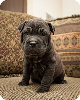 Shar Pei/Labrador Retriever Mix Puppy for Sale in Howell, Michigan - Jewels Shar Pei/Labrador Retriever Mix Puppy for Sale in Howell, Michigan - Jewels