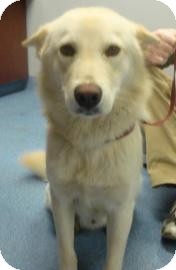 Husky/Labrador Retriever Mix Dog for Sale in Gainesville, Florida - Colt Husky/Labrador Retriever Mix Dog for Sale in Gainesville, Florida - Colt