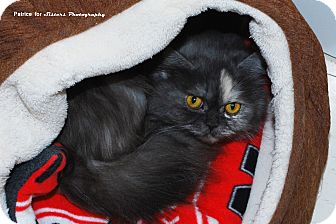 Persian Cat for Sale in Lincoln, Nebraska - Chloe Persian Cat for Sale in Lincoln, Nebraska - Chloe