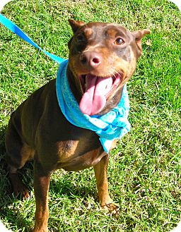 Miniature Pinscher Dog for Sale in El Cajon, California - Zeus Miniature Pinscher Dog for Sale in El Cajon, California - Zeus