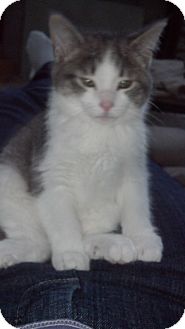 Domestic Shorthair Kitten for Sale in Sterling Hgts, Michigan - Destiny Domestic Shorthair Kitten for Sale in Sterling Hgts, Michigan - Destiny