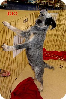 Australian Cattle Dog Mix Puppy for Sale in Silsbee TX, Texas - Rio Australian Cattle Dog Mix Puppy for Sale in Silsbee TX, Texas - Rio