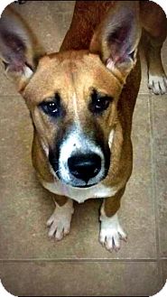 Basenji Mix Dog for Sale in Spring Branch, Texas - Nigel Basenji Mix Dog for Sale in Spring Branch, Texas - Nigel