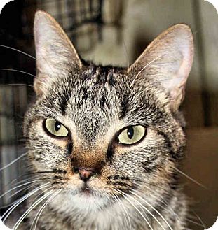 Domestic Shorthair Kitten for Sale in Morganton, North Carolina - July Domestic Shorthair Kitten for Sale in Morganton, North Carolina - July