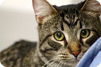 Domestic Shorthair Cat for Sale in Mesa, Arizona - Ali Domestic Shorthair Cat for Sale in Mesa, Arizona - Ali