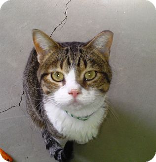 Domestic Shorthair Cat for Sale in Edmond, Oklahoma - Romeo Domestic Shorthair Cat for Sale in Edmond, Oklahoma - Romeo