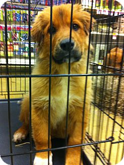 Shepherd (Unknown Type) Mix Puppy for Sale in Gainesville, Florida - Waylon Shepherd (Unknown Type) Mix Puppy for Sale in Gainesville, Florida - Waylon