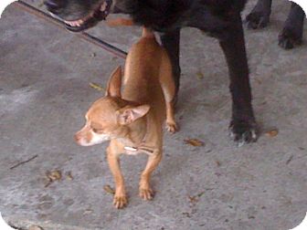 Chihuahua Dog for Sale in Orlando, Florida - Jade Chihuahua Dog for Sale in Orlando, Florida - Jade