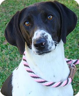 Hound (Unknown Type) Mix Dog for Sale in Red Bluff, California - Artimus Hound (Unknown Type) Mix Dog for Sale in Red Bluff, California - Artimus