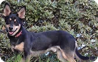 German Shepherd Dog/Corgi Mix Dog for Sale in Simi Valley, California - Hero German Shepherd Dog/Corgi Mix Dog for Sale in Simi Valley, California - Hero
