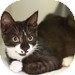 Domestic Shorthair Kitten for Sale in Vancouver, British Columbia - Little Bear Domestic Shorthair Kitten for Sale in Vancouver, British Columbia - Little Bear