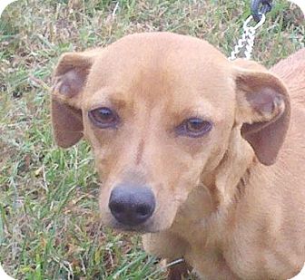 Dachshund Mix Dog for Sale in Windham, New Hampshire - Sophia ($75 off) Dachshund Mix Dog for Sale in Windham, New Hampshire - Sophia ($75 off)
