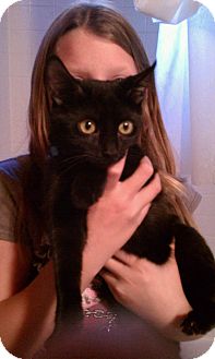 Bombay Kitten for Sale in Scottsdale, Arizona - Munchkin - courtesy post Bombay Kitten for Sale in Scottsdale, Arizona - Munchkin - courtesy post