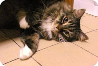Domestic Shorthair Cat for Sale in Jackson, Michigan - Marcie Domestic Shorthair Cat for Sale in Jackson, Michigan - Marcie