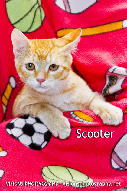 Cedar Rapids IA Domestic Shorthair Domestic Shorthair Meet Scooter