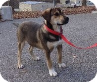 German Shepherd Dog/Labrador Retriever Mix Dog for Sale in Windham, New Hampshire - Kelso German Shepherd Dog/Labrador Retriever Mix Dog for Sale in Windham, New Hampshire - Kelso