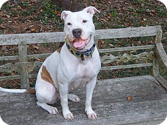 American Bulldog/American Pit Bull Terrier Mix Dog for Sale in Atlanta, Georgia - Delilah American Bulldog/American Pit Bull Terrier Mix Dog for Sale in Atlanta, Georgia - Delilah