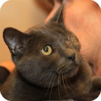 Domestic Shorthair Cat for Sale in Albany, New York - Kenny Domestic Shorthair Cat for Sale in Albany, New York - Kenny