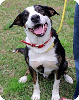 Greater Swiss Mountain Dog/Labrador Retriever Mix Dog for Sale in Groton, Massachusetts - Baby Greater Swiss Mountain Dog/Labrador Retriever Mix Dog for Sale in Groton, Massachusetts - Baby