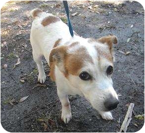 Jack Russell Terrier Mix Dog for Sale in Gainesville, Florida - Spuds Jack Russell Terrier Mix Dog for Sale in Gainesville, Florida - Spuds