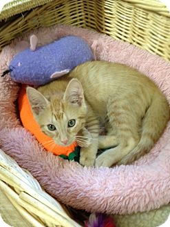Domestic Shorthair Cat for Sale in Monroe, Georgia - Chico Domestic Shorthair Cat for Sale in Monroe, Georgia - Chico