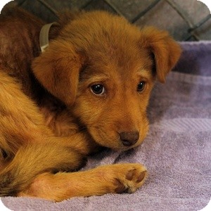 Labrador Retriever Mix Puppy for Sale in Athens, Georgia - Reese Pup Labrador Retriever Mix Puppy for Sale in Athens, Georgia - Reese Pup