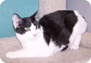 Domestic Shorthair Cat for Sale in Colorado Springs, Colorado - K-Emery6-Morgan Domestic Shorthair Cat for Sale in Colorado Springs, Colorado - K-Emery6-Morgan