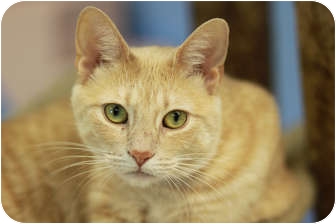 Domestic Shorthair Cat for Sale in Chicago, Illinois - Biscotti Domestic Shorthair Cat for Sale in Chicago, Illinois - Biscotti