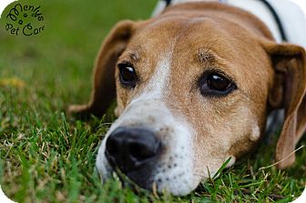 Coonhound Mix Dog for Sale in Howell, Michigan - Jack Coonhound Mix Dog for Sale in Howell, Michigan - Jack