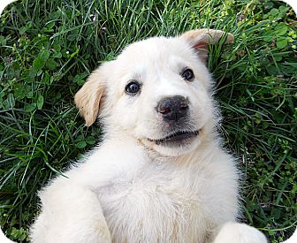 Golden Retriever/Great Pyrenees Mix Puppy for Sale in La Mirada, California - Nala Golden Retriever/Great Pyrenees Mix Puppy for Sale in La Mirada, California - Nala