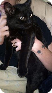 Bombay Cat for Sale in Scottsdale, Arizona - Mama Terradon- courtesy post Bombay Cat for Sale in Scottsdale, Arizona - Mama Terradon- courtesy post