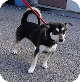 Chihuahua/Spitz (Unknown Type, Small) Mix Dog for Sale in Plainfield, Connecticut - Bowie ($100 off) Chihuahua/Spitz (Unknown Type, Small) Mix Dog for Sale in Plainfield, Connecticut - Bowie ($100 off)