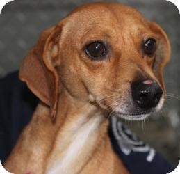 Dachshund Mix Dog for Sale in Russellville, Kentucky - Thunder Dachshund Mix Dog for Sale in Russellville, Kentucky - Thunder