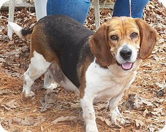 Basset Hound/Beagle Mix Dog for Sale in Sussex, New Jersey - Desirree Basset Hound/Beagle Mix Dog for Sale in Sussex, New Jersey - Desirree