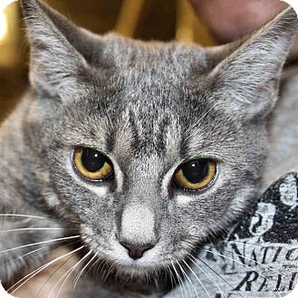 Domestic Shorthair Kitten for Sale in Morganton, North Carolina - Nova Domestic Shorthair Kitten for Sale in Morganton, North Carolina - Nova
