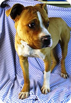Boxer Mix Dog for Sale in Westminster, Colorado - Mugsy Boxer Mix Dog for Sale in Westminster, Colorado - Mugsy