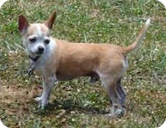 Chihuahua Dog for Sale in Windham, New Hampshire - Eli Chihuahua Dog for Sale in Windham, New Hampshire - Eli