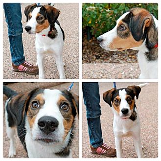 Border Collie/Beagle Mix Puppy for Sale in Westland, Michigan - Merlin Border Collie/Beagle Mix Puppy for Sale in Westland, Michigan - Merlin