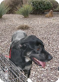 Shepherd (Unknown Type)/Great Dane Mix Dog for Sale in Las Vegas, Nevada - Big Boy Shepherd (Unknown Type)/Great Dane Mix Dog for Sale in Las Vegas, Nevada - Big Boy