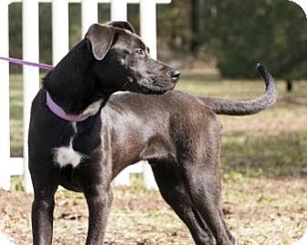 American Pit Bull Terrier Mix Dog for Sale in Gainesville, Florida - Tito American Pit Bull Terrier Mix Dog for Sale in Gainesville, Florida - Tito