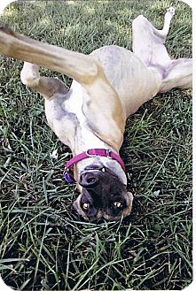 Greyhound Dog for Sale in Bethalto, Illinois - Mega Oceana Greyhound Dog for Sale in Bethalto, Illinois - Mega Oceana