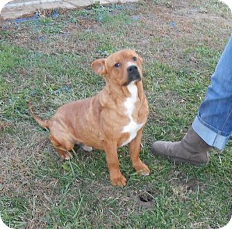 Shar Pei Mix Dog for Sale in Danbury, Connecticut - Jackpot Shar Pei Mix Dog for Sale in Danbury, Connecticut - Jackpot