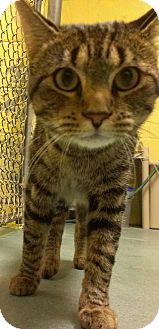 Domestic Shorthair Cat for Sale in Richboro, Pennsylvania - Ron Hextal Domestic Shorthair Cat for Sale in Richboro, Pennsylvania - Ron Hextal