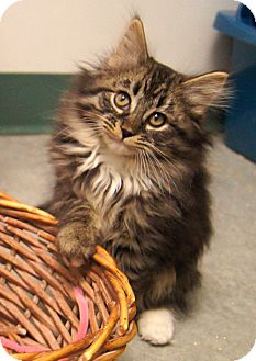 Maine Coon Kitten for Sale in Colorado Springs, Colorado - Padme Maine Coon Kitten for Sale in Colorado Springs, Colorado - Padme