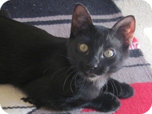 Domestic Shorthair Kitten for Sale in Diamond Bar, California - ANGELUS Domestic Shorthair Kitten for Sale in Diamond Bar, California - ANGELUS