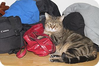 Domestic Shorthair Cat for Sale in North Branford, Connecticut - Sandy Domestic Shorthair Cat for Sale in North Branford, Connecticut - Sandy