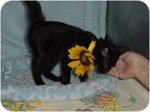 Bombay Kitten for Sale in Griffin, Georgia - Chic Bombay Kitten for Sale in Griffin, Georgia - Chic