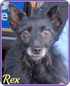 Chihuahua/Yorkie, Yorkshire Terrier Mix Dog for Sale in Essex, Connecticut - Rex Chihuahua/Yorkie, Yorkshire Terrier Mix Dog for Sale in Essex, Connecticut - Rex