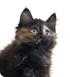 Maine Coon Kitten for Sale in Colorado Springs, Colorado - Mamie Maine Coon Kitten for Sale in Colorado Springs, Colorado - Mamie