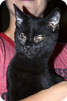 Domestic Shorthair Cat for Sale in Xenia, Ohio - Maxine Domestic Shorthair Cat for Sale in Xenia, Ohio - Maxine